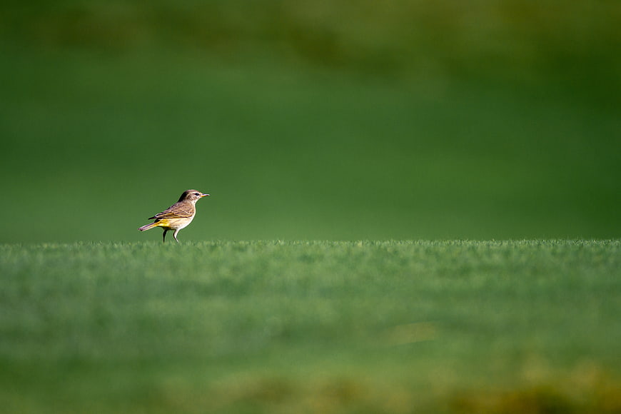 Small bird standing on green grass field with blurred background