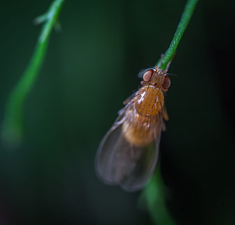 Macro Close-Up of Fruit Fly on Green Stem