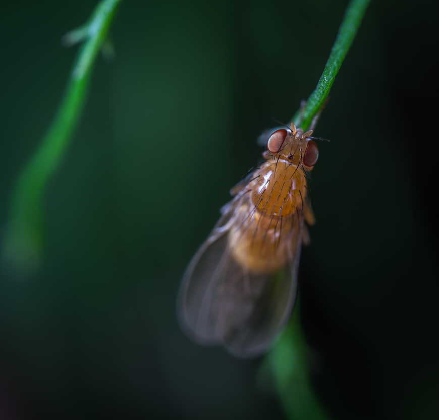 Macro Close-Up of Fruit Fly on Green Stem