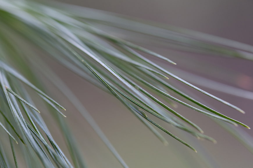 Close-up of pine needles with soft blurred background