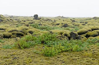 Moss-covered lava field landscape in Iceland