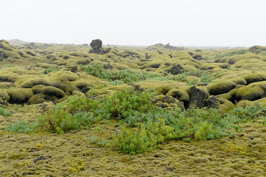 Moss-covered lava field landscape in Iceland