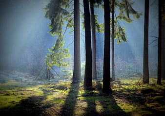Sunbeams piercing through a misty evergreen forest with long shadows