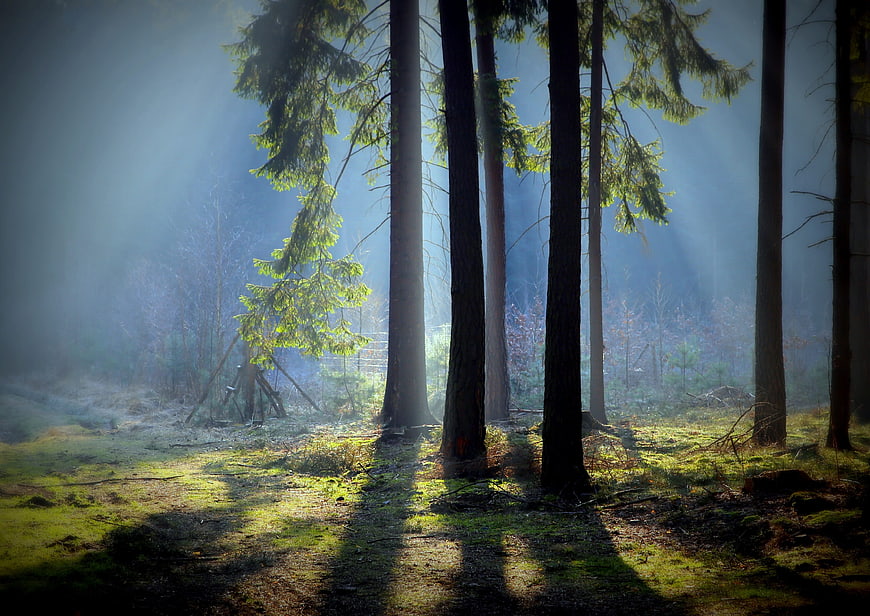 Sunbeams piercing through a misty evergreen forest with long shadows