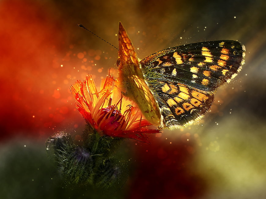 Macro Butterfly Perched On Vibrant Red Wildflower In Meadow