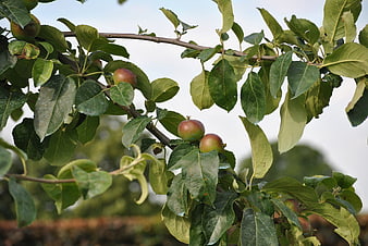Ripe apples hanging on a tree branch with green leaves