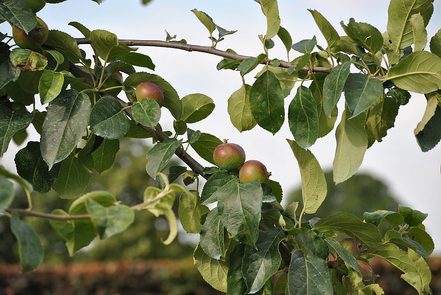 Ripe apples hanging on a tree branch with green leaves