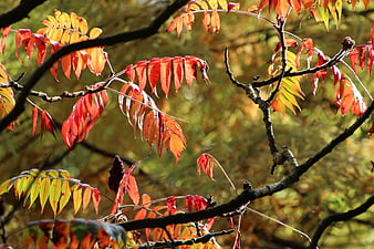 Vibrant Sumac Leaves in Autumn Sunlight