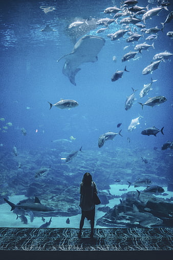 Woman Silhouette Watching Giant Aquarium Tank with Sharks and Fish