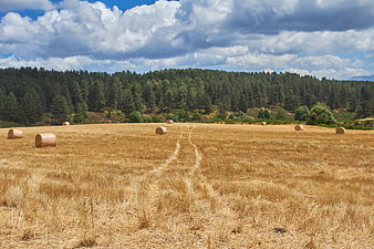 Golden Hay Field with Bales and Forest Background