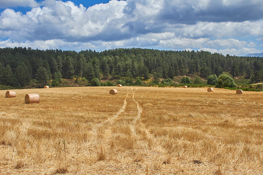 Golden Hay Field with Bales and Forest Background