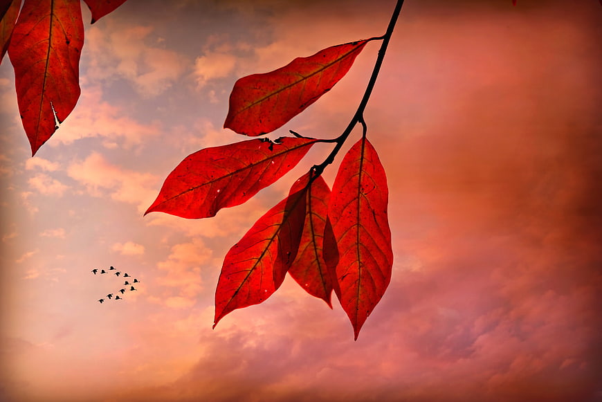Vibrant red autumn leaves on a branch against a pink sunset sky