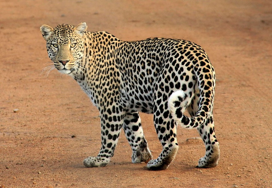Leopard walking on red dirt road looking back