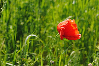 Red Poppy Flower Blooming in Green Meadow