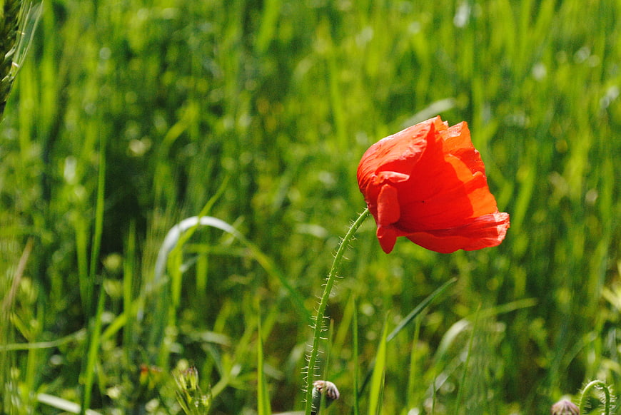 Red Poppy Flower Blooming in Green Meadow
