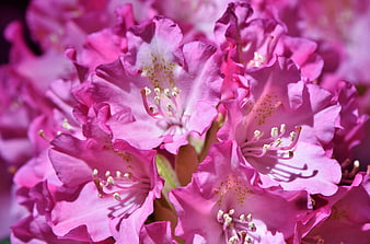 Vibrant Pink Rhododendron Blossoms Close Up Nature Photography