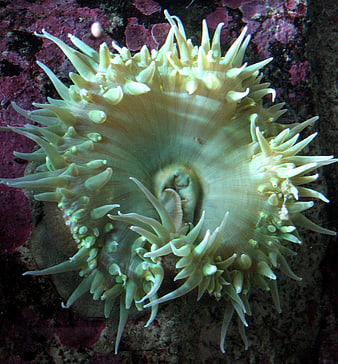 Green Sea Anemone with Tentacles on Coral Reef