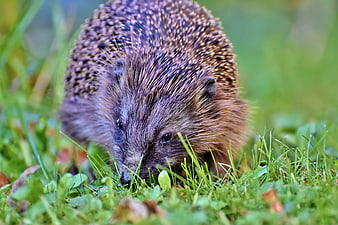 Close-up of a foraging hedgehog in a lush green garden
