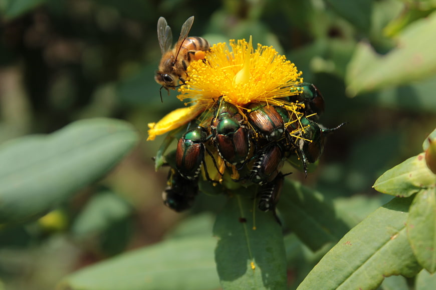 Honeybee and Japanese beetles on yellow flower
