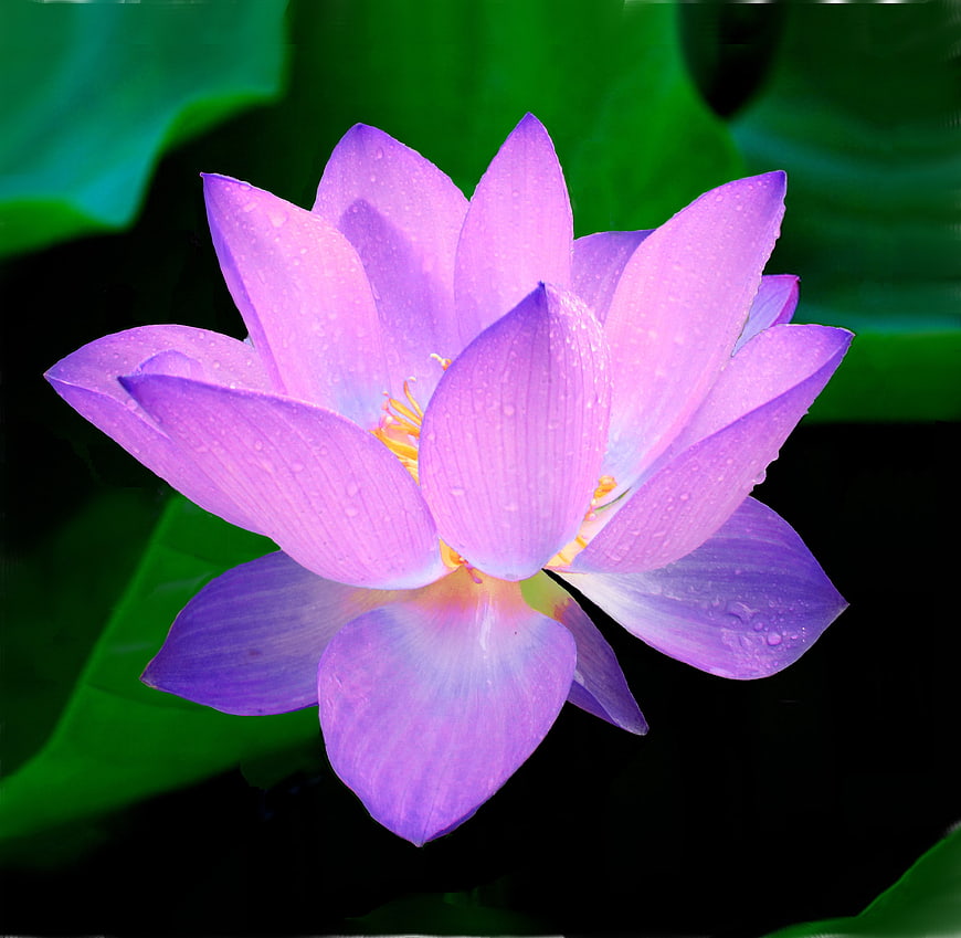 Purple Lotus Flower with Water Droplets on Green Leaves