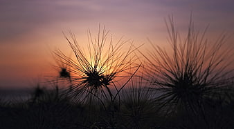 Silhouette of Beach Grass Against Vibrant Sunset Sky