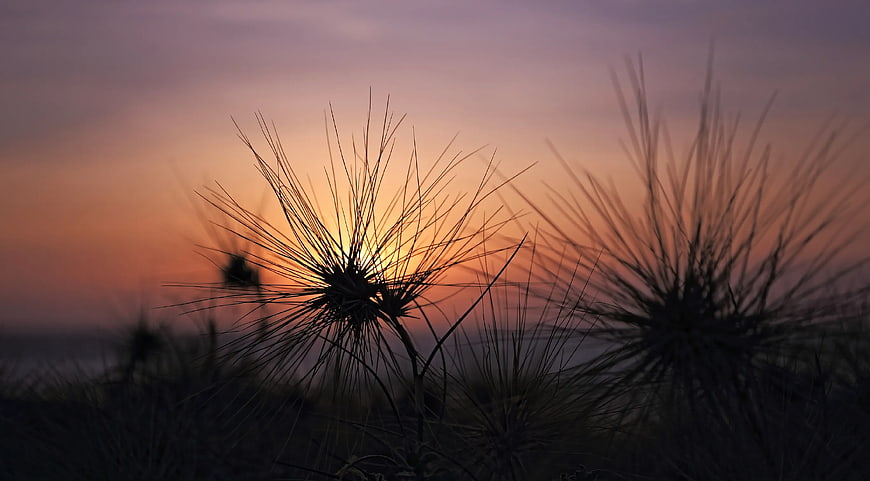 Silhouette of Beach Grass Against Vibrant Sunset Sky