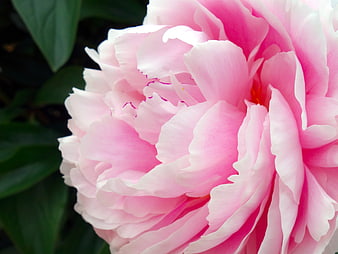 Close-up of a vibrant pink peony flower with soft petals