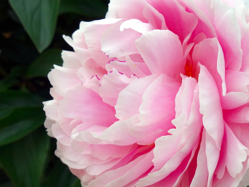 Close-up of a vibrant pink peony flower with soft petals