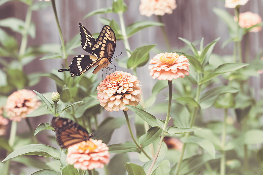 Butterflies on Peach Zinnia Flowers in Garden