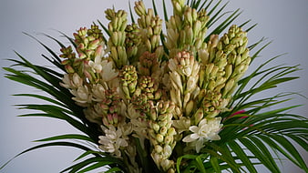Close-up of White Night Queen Jasmine Flower Bouquet