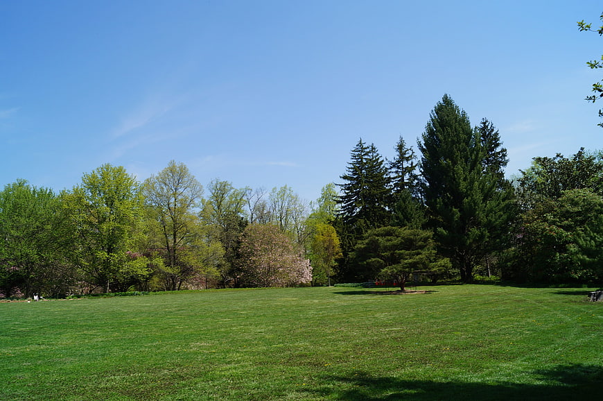 Sunny Green Lawn Park with Trees and Blue Sky