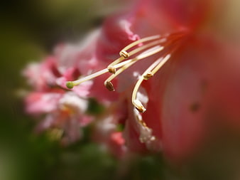 Macro Close-Up of Pink Flower Stamen and Pollen