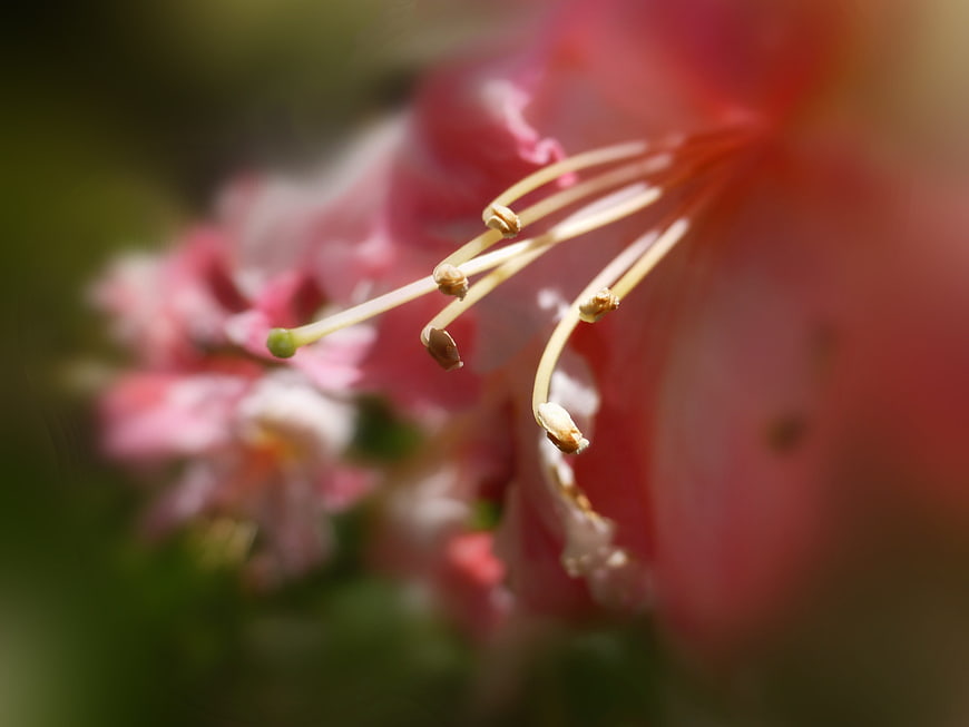 Macro Close-Up of Pink Flower Stamen and Pollen