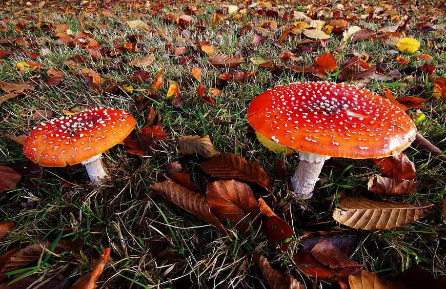 Red Fly Agaric Mushrooms in Autumn Forest