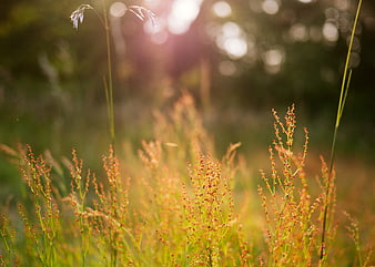 Golden sunlight illuminating wild grass in a meadow
