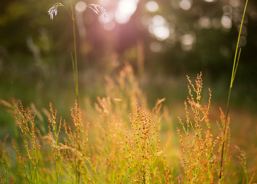 Golden sunlight illuminating wild grass in a meadow