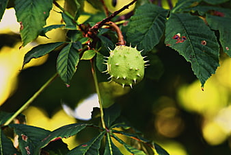 Green Spiky Chestnut Burr Hanging On A Tree Branch