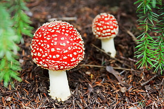 Red Fly Agaric Mushrooms in Forest Undergrowth