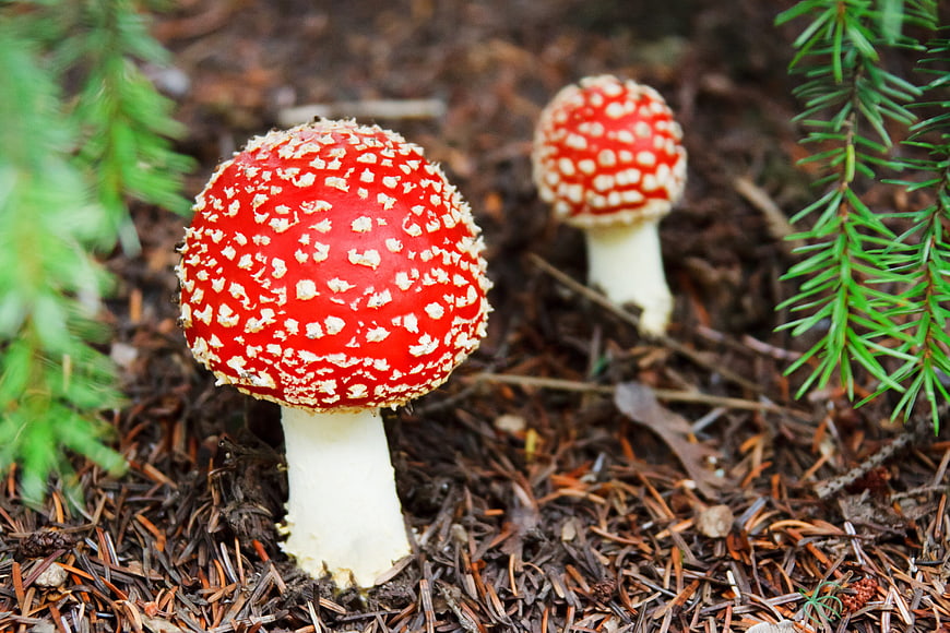 Red Fly Agaric Mushrooms in Forest Undergrowth