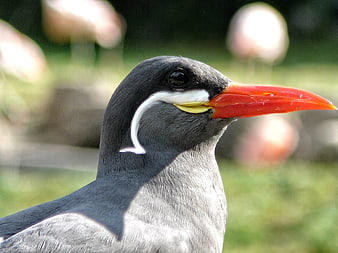 Close-up portrait of a Black-legged Kittiwake bird
