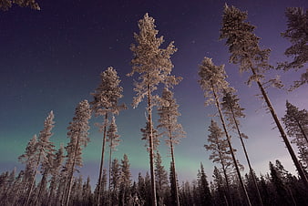 Snowy Pine Trees Under Starry Night Sky with Aurora
