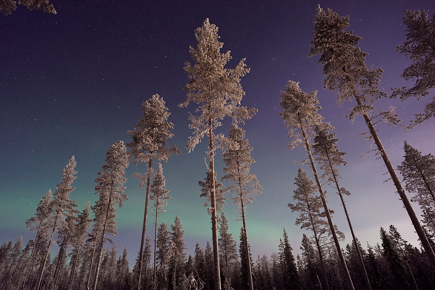 Snowy Pine Trees Under Starry Night Sky with Aurora