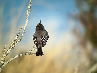 Black Phoebe Bird Perched on Branch with Blue Sky
