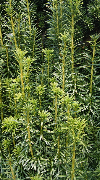 Close-up of Variegated Yew Plant Leaves