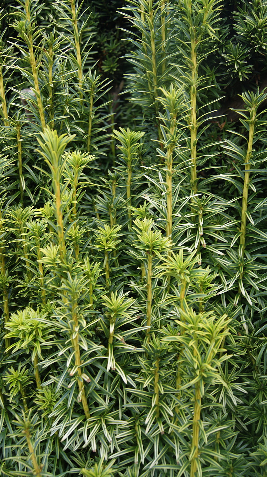 Close-up of Variegated Yew Plant Leaves
