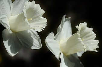 White Daffodils Against Dark Background