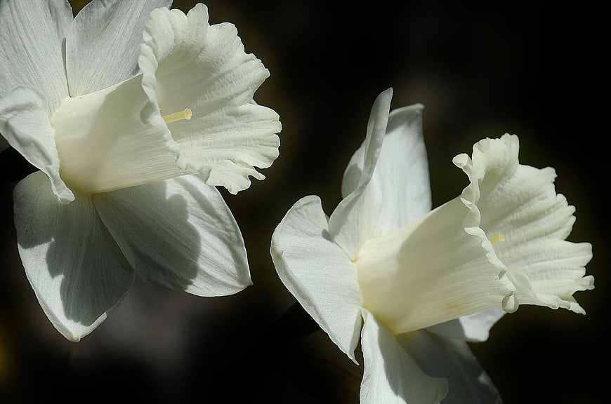 White Daffodils Against Dark Background