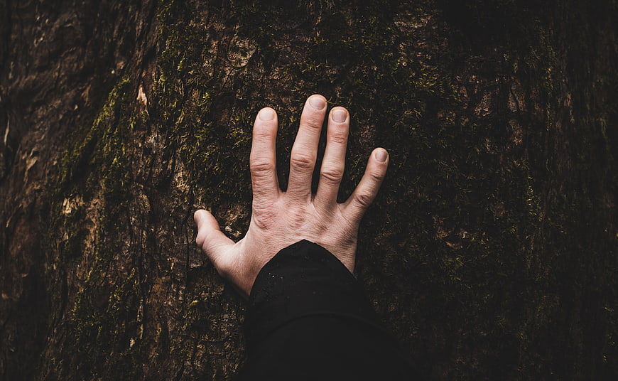 Hand touching mossy tree bark in dark forest