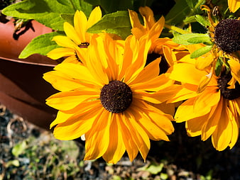 Close-up of vibrant yellow black-eyed susan flowers in sunlight