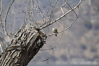 Small bird perched on bare tree branch against blurred background